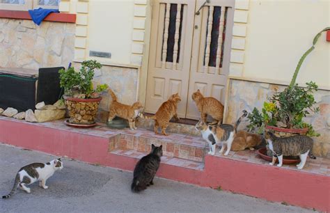 is malta good for cats.